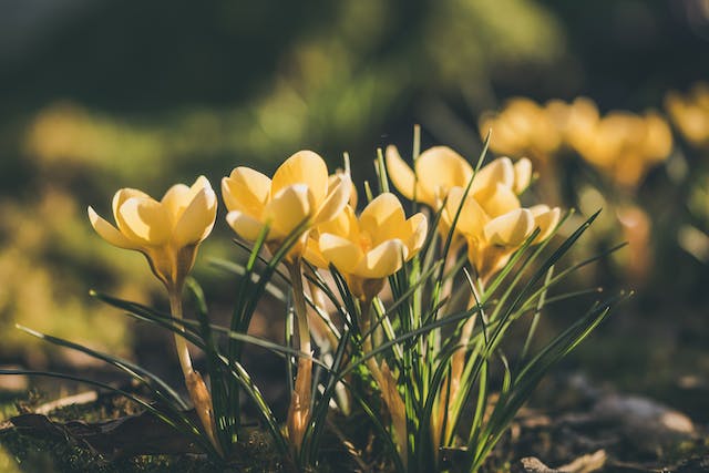 De lente komt er weer aan! hoe maak ik mijn tuin lente klaar?