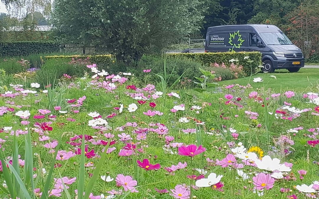 Tuinonderhoud Reeuwijk in een kleurrijke tuin