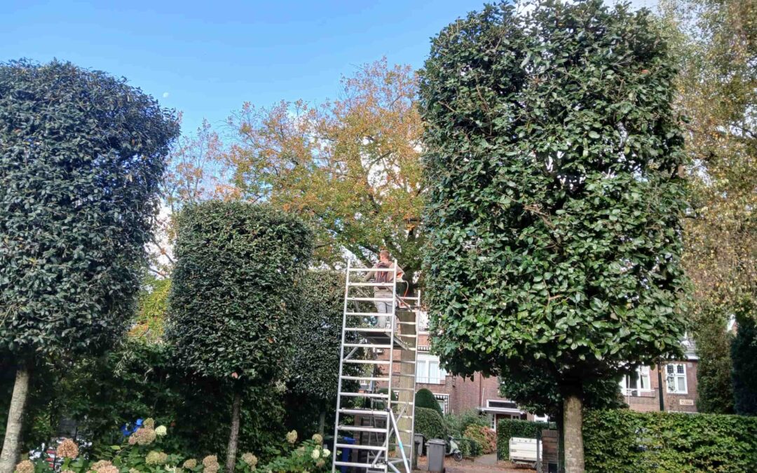 Snoeien op hoogte in Wassenaar