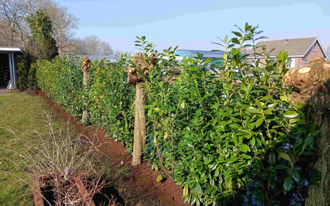 Inplanten van een haag in Waddinxveen